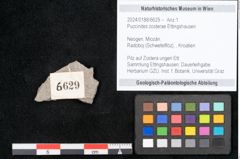 Foto (Objekt + Etikett) von Puccinites zosterae Ettingshausen (NHMW-GEO-2024-0188-6629)